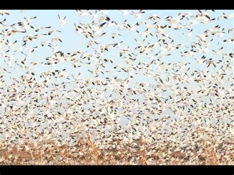California's Goose Migration: A Tale of Resilience and Adaptation